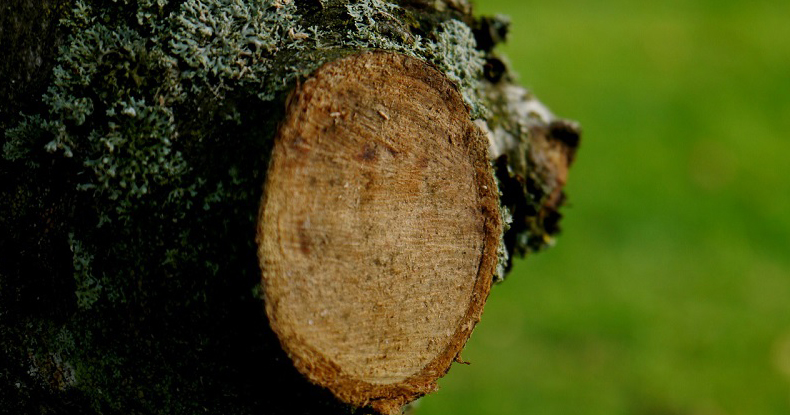 Tree Care and Pruning Mistakes Made By Homeowners