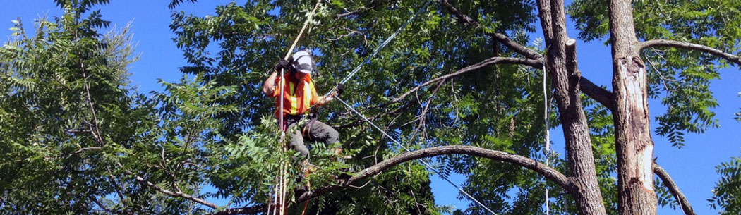 Tree Service Contractor Savage MN