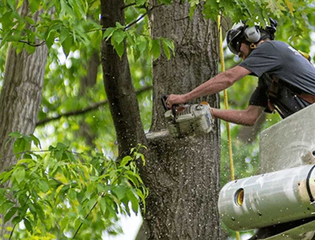 Expert Tree Pruning