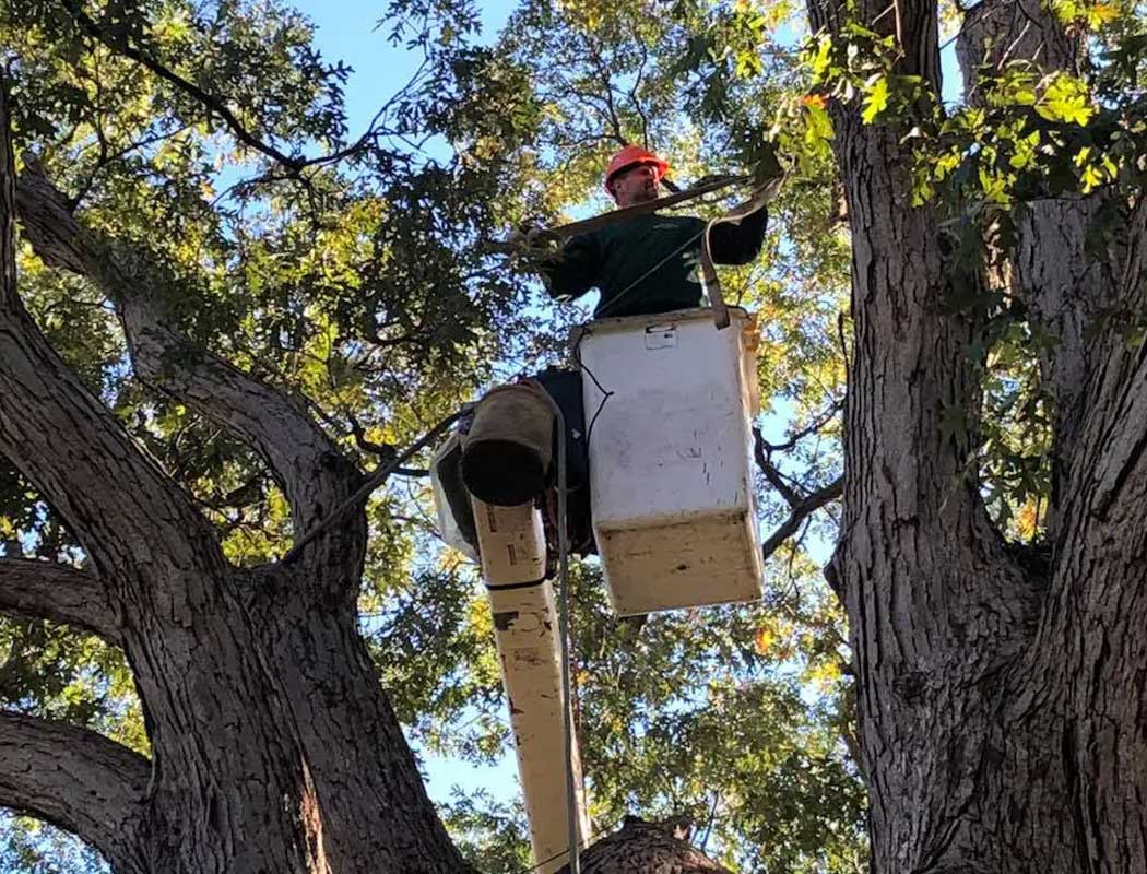 Expert Tree Pruning