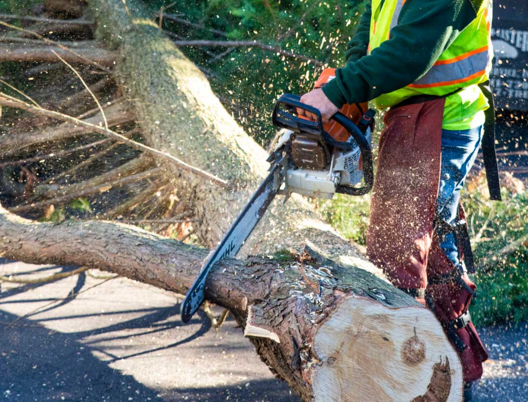 Tree Removal Service