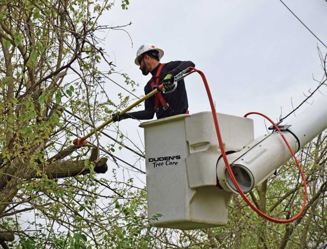 Tree-Trimming-Services