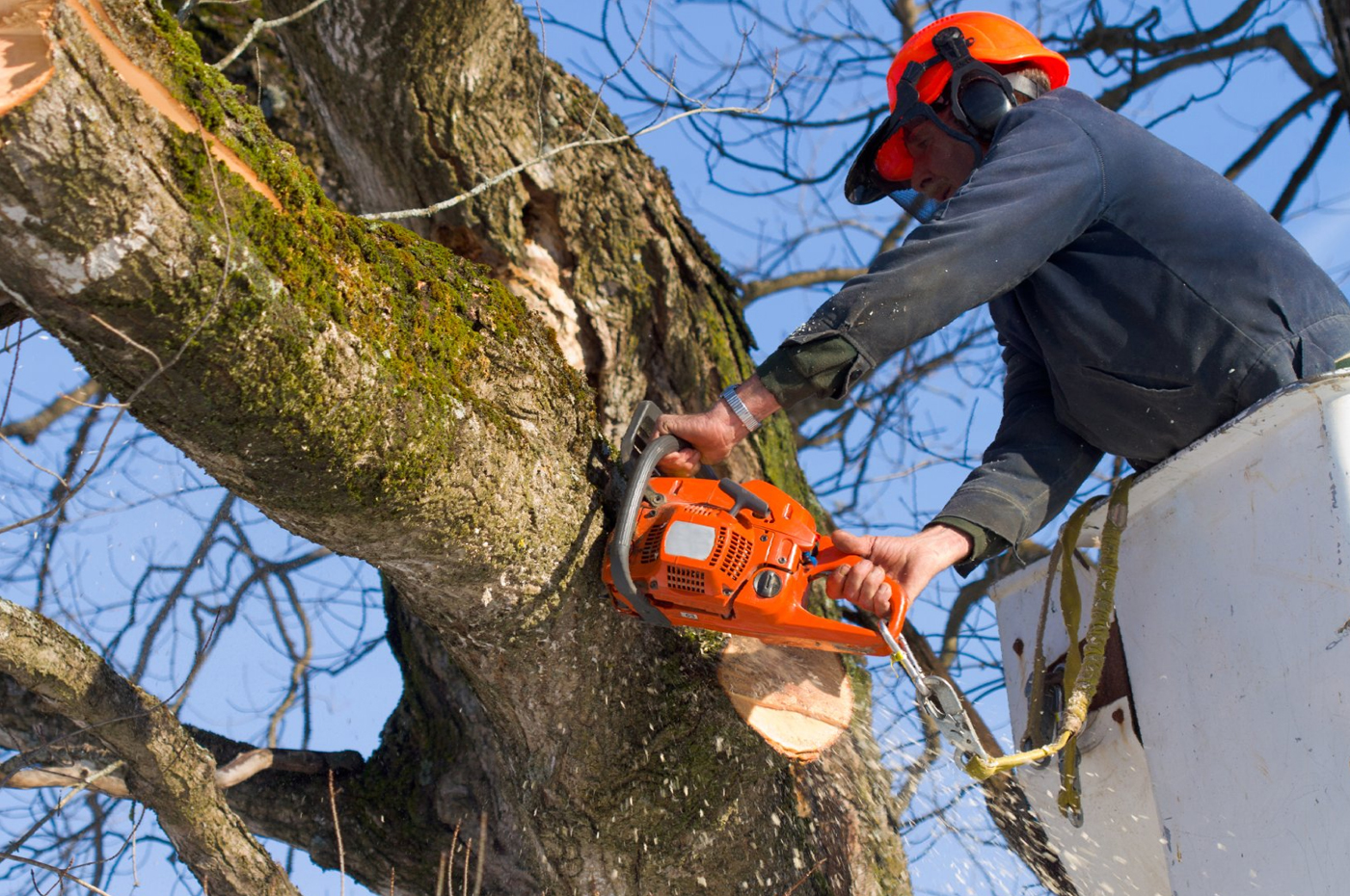 Tree-Trimming